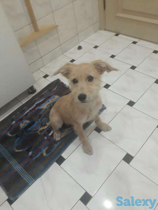 Отдам в хорошие руки, фотография 2