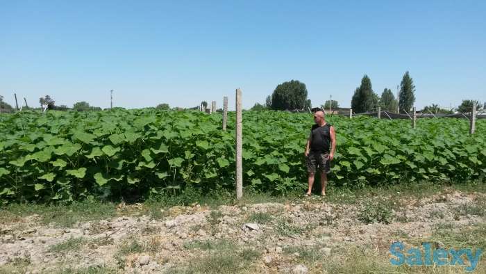 Павловния, фотография 3