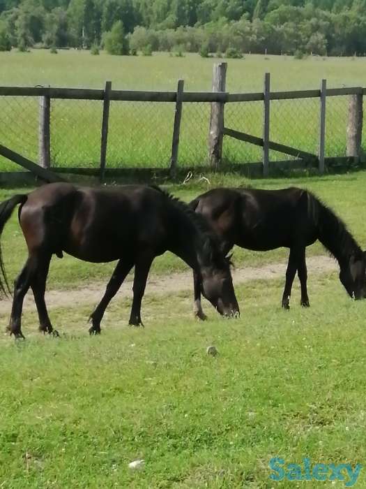 Лошади, кобылки, жеребчики новоалтайские, фотография 6