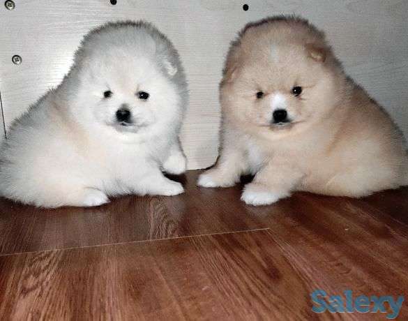 Продаются шпицы 40 дней ,кушают сами .обработаны от всего., фотография 1