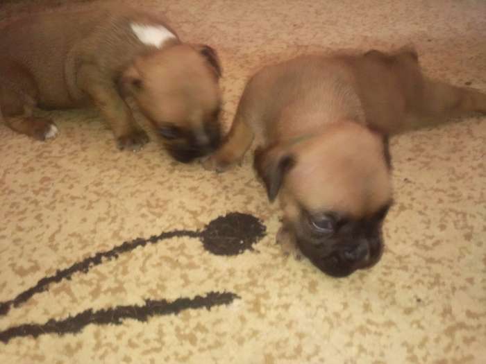 продажа,продаю,продам, фотография 2