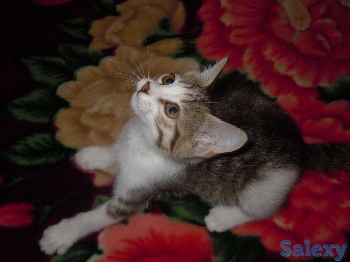 Отдам хорошеньких котят в добрые руки, фотография 4