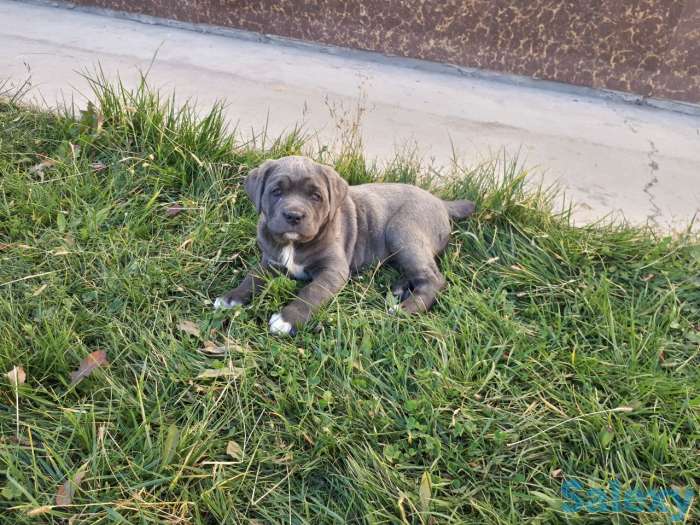 Щенки Кане Корсо! Бронь!, фотография 1
