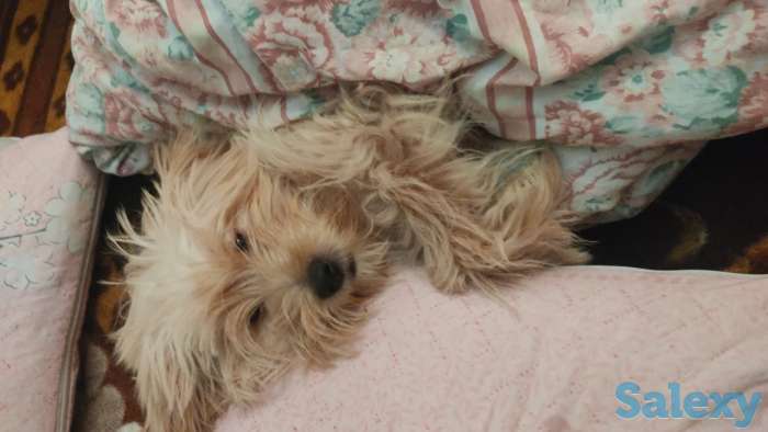 Малышу Тедди нужна подружка ♥️, фотография 2