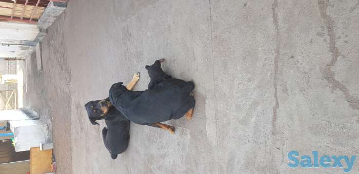 Ротфейлер, фотография 1