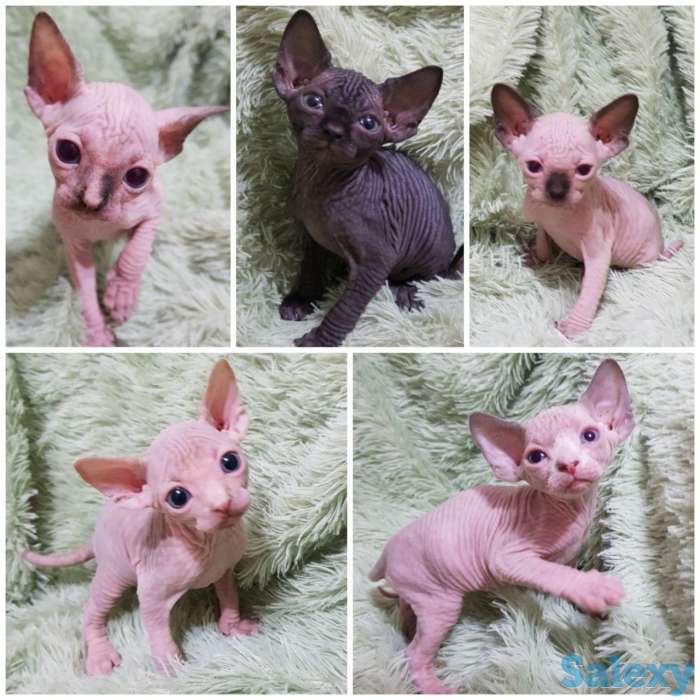 Чудесные котята канадского сфинкса, фотография 1