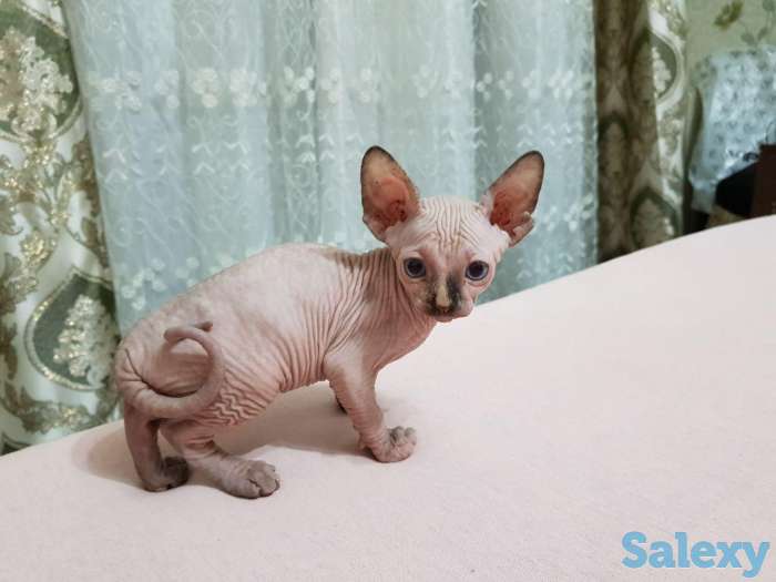 Чудесные котята канадского сфинкса, фотография 3