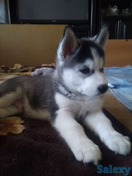 Щенки Сибирской Хаски, фотография 3
