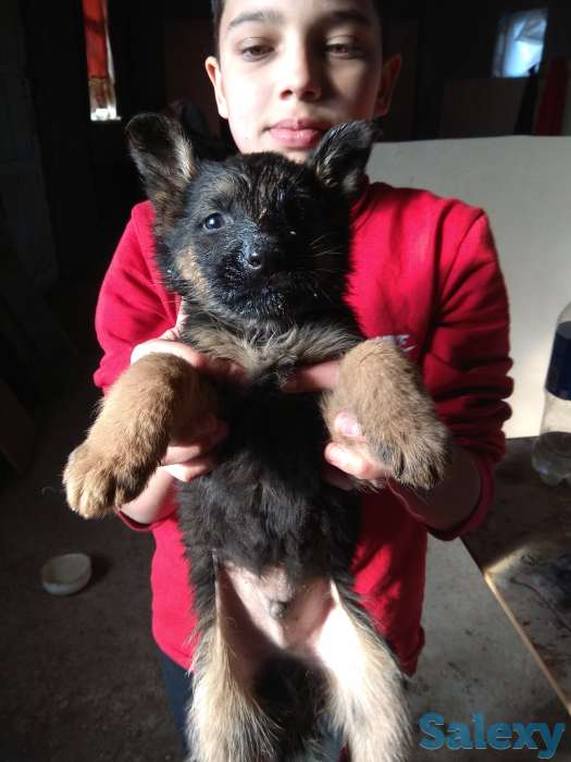 Продаю щенков немецкой овчарки, фотография 4