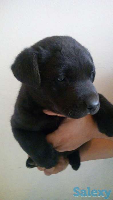 Крупные щенки лабрадора, фотография 1