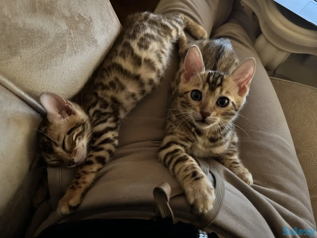 Бенгальский котенок, фотография 2