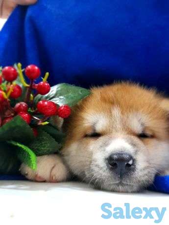 Продаётся щенки чистопородное акита-ину (ХАТИКО), фотография 1