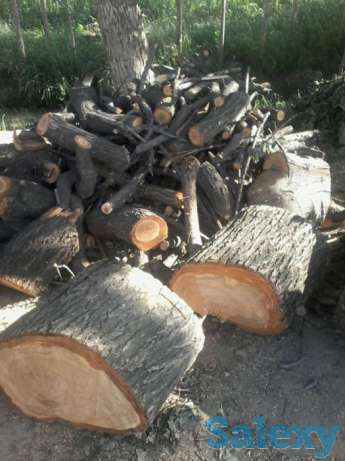 Орик дарахт отин сотаман, фотография 1