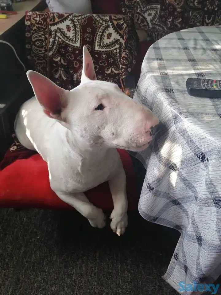 Бультерьер, фотография 2