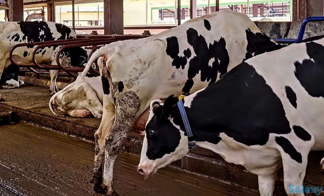 Продажа КРС оптом живым весом по РФ и СНГ, фотография 2