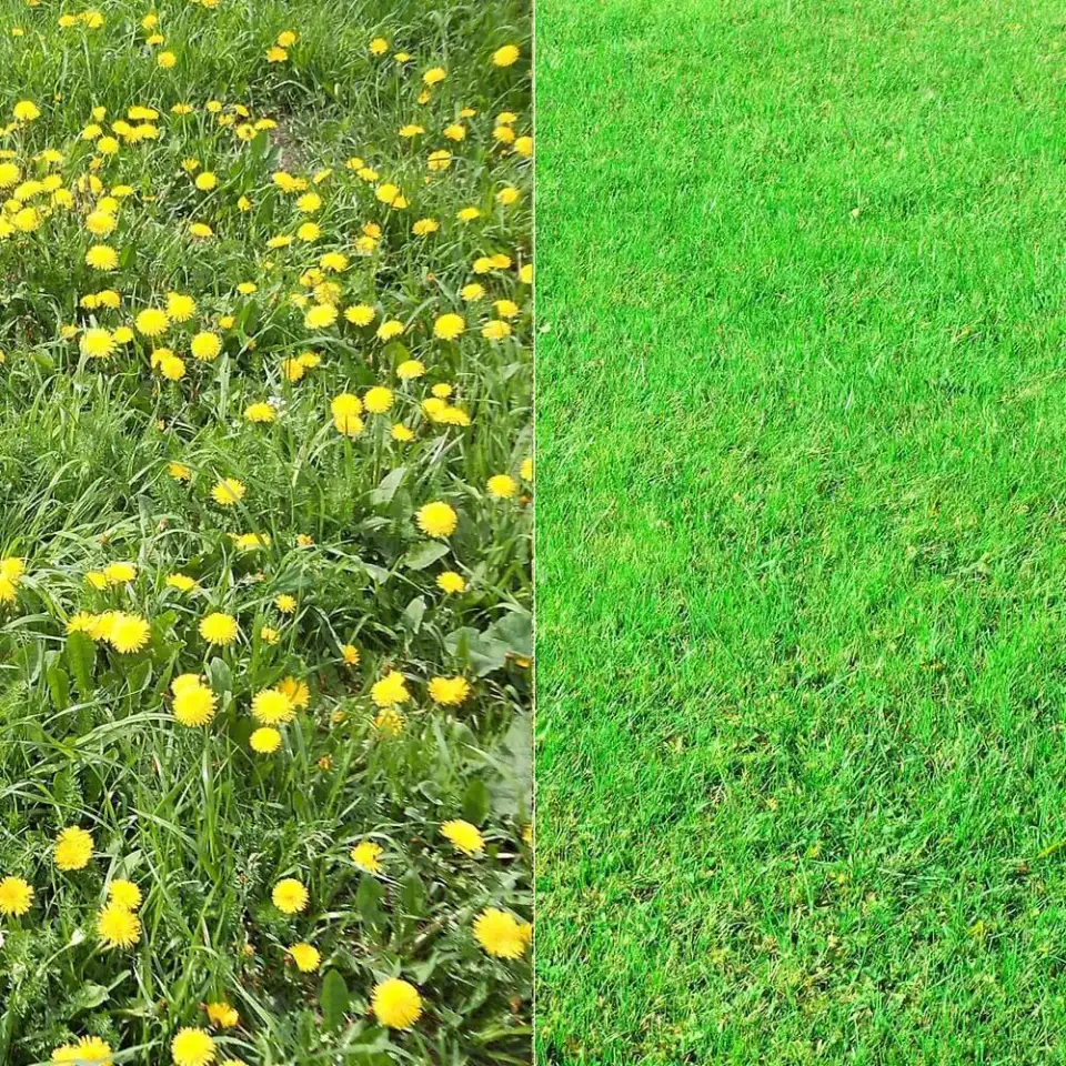 Комплексный уход за газоном и Хвойными, фотография 1