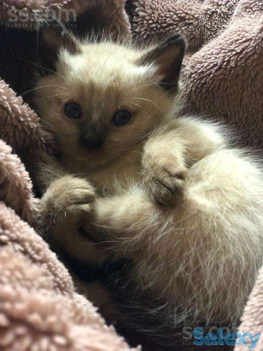 Элитные  сиамские котята, фотография 3