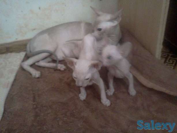 Продам котята сфинксы(петерболд), фотография 1