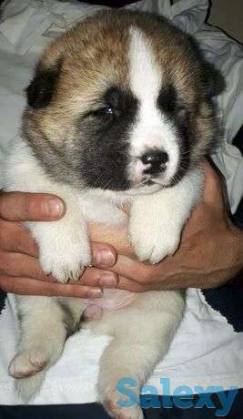 Щенки Американской акиты, фотография 1