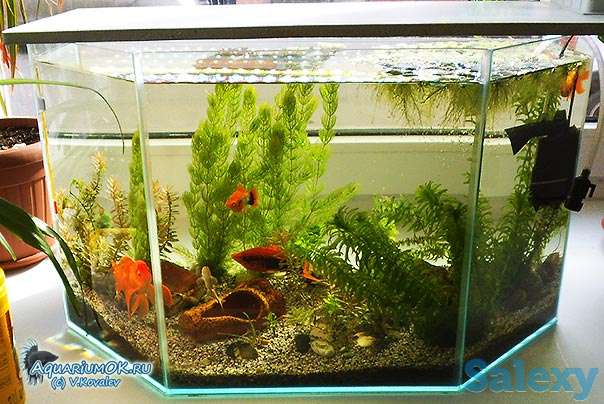 Очистка аквариума., фотография 2