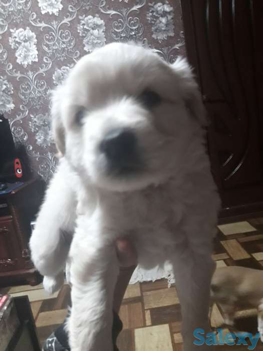 Отдам щенков в хорошие руки!, фотография 2