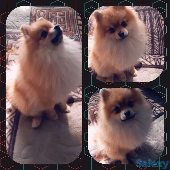 Приглашаем  дам  на  сведени,  порода Померанский Шпиц, в хороший производитель, фотография 1