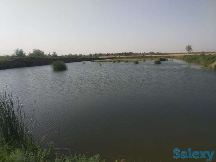 Рыбхоз Алимкент. 11 гектар. готовый рабочий пруды, фотография 4