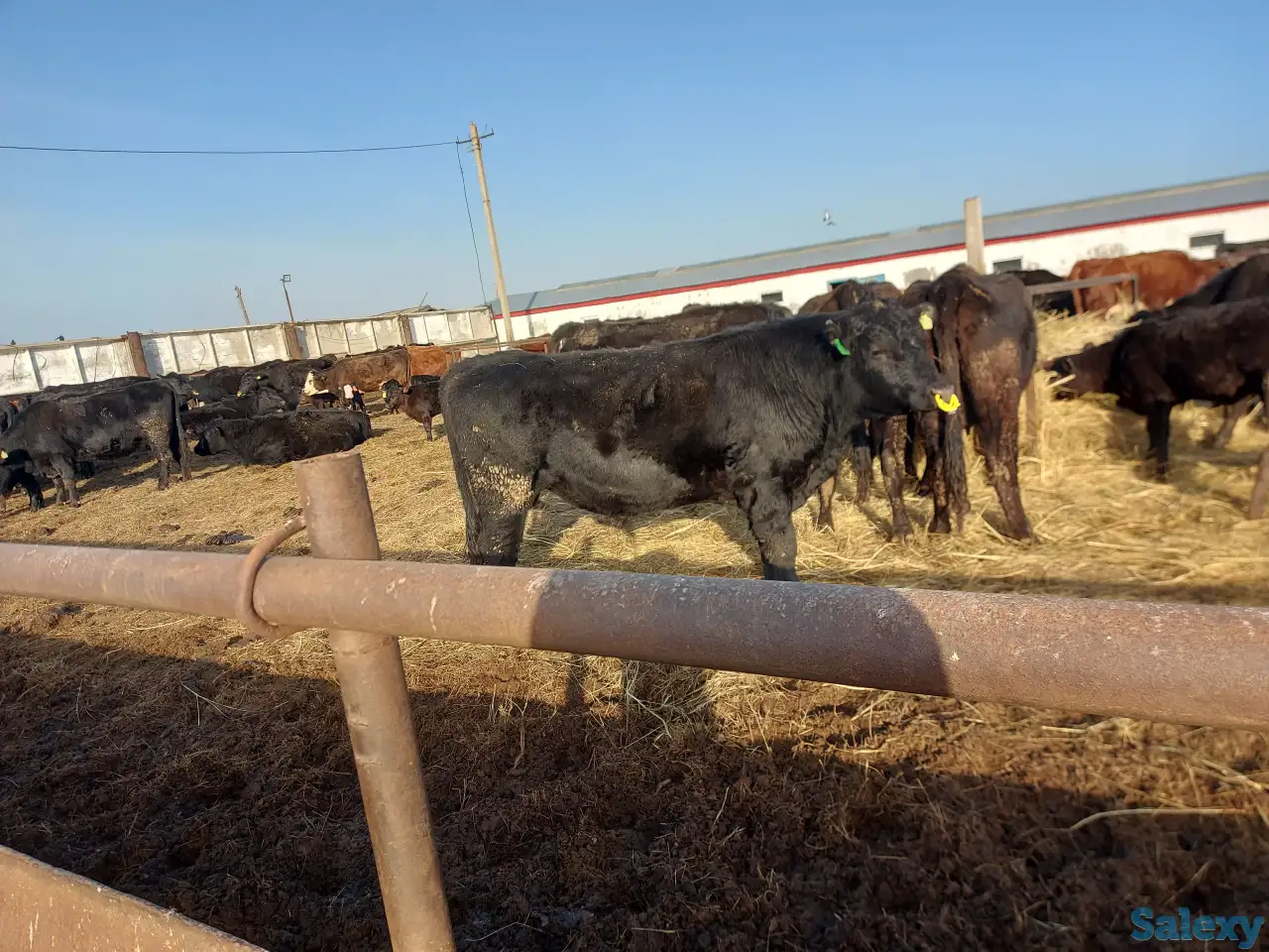 Продам бычков породы Ангус, фотография 1