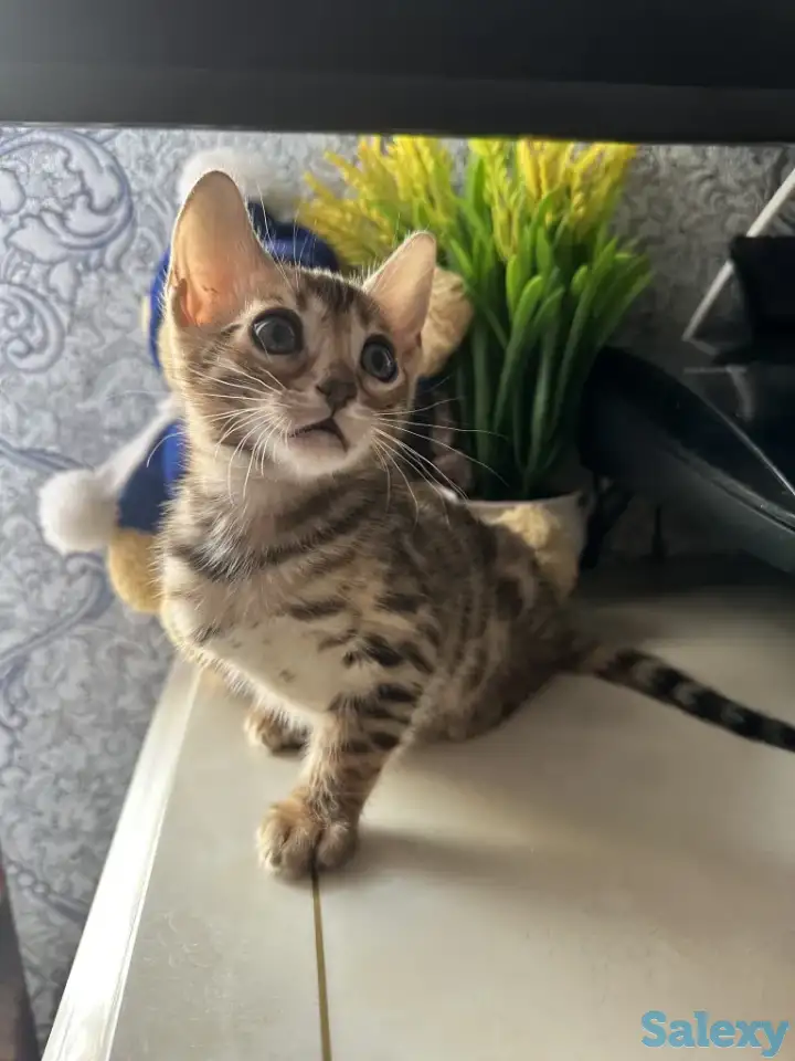 Бенгальский котенок, фотография 5