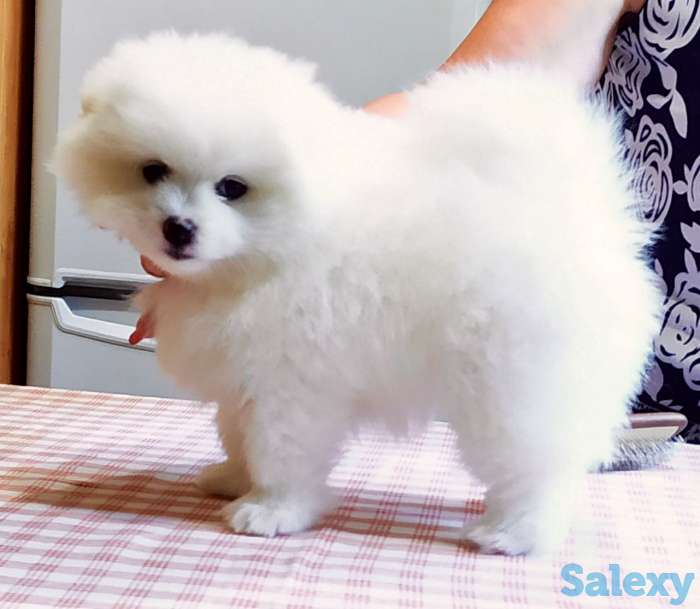 Продаются Шпицы, фотография 2