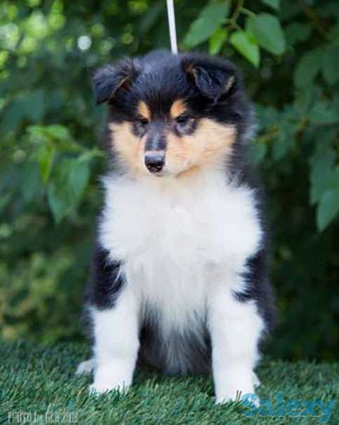 Роскошные щенки КОЛЛИ, фотография 1