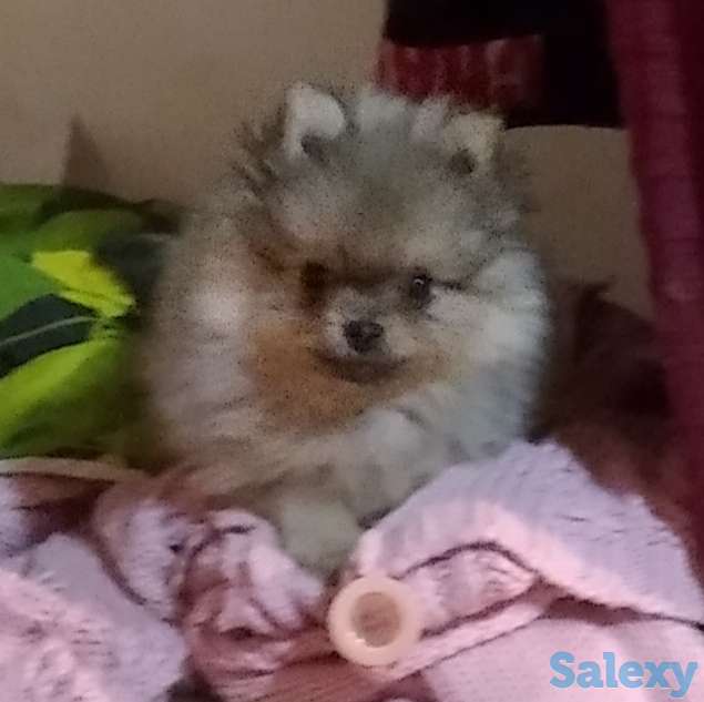 Померанский шпиц, фотография 2