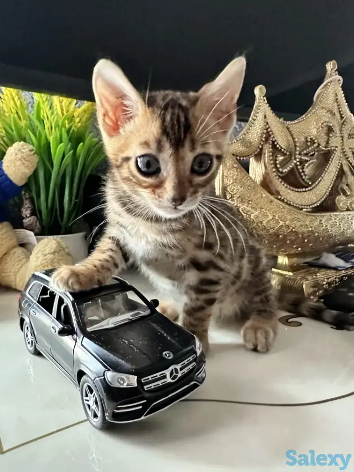Бенгальский котенок, фотография 7