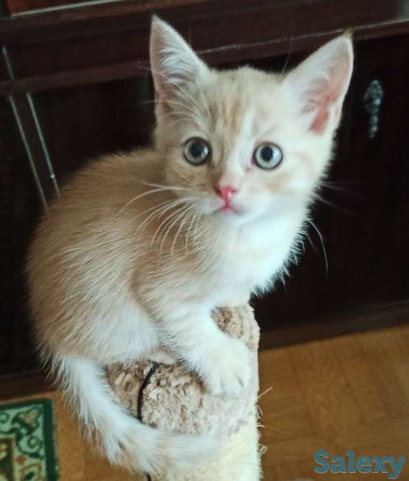 Продажа, фотография 2