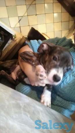 Продается Мальчик Стафоширского терьера, фотография 1