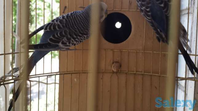 Волнистый Попугай, фотография 1