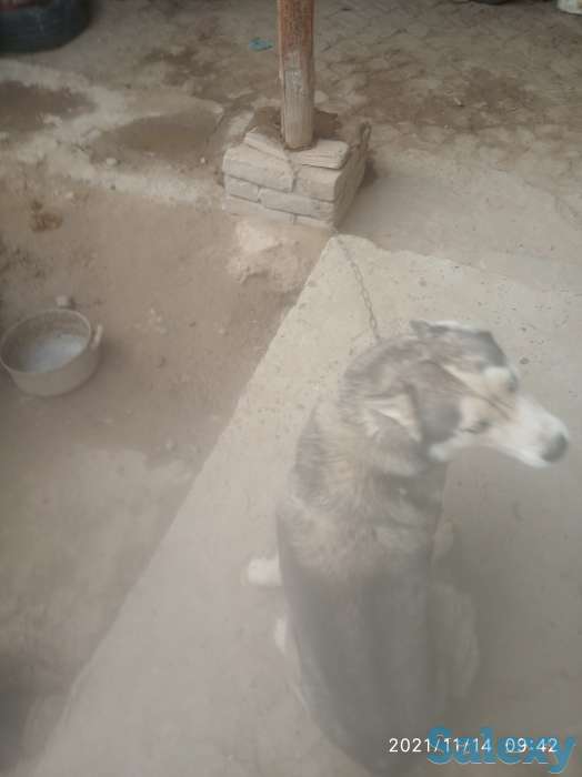 Сибирский хаски очень хорошие добрые и воспитанные очень красивые отдадим в хорошие руки, фотография 2