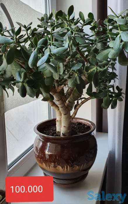 Комнатные растения, фотография 2