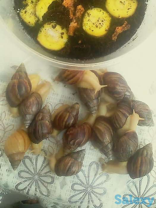 Продаются улитки., фотография 2