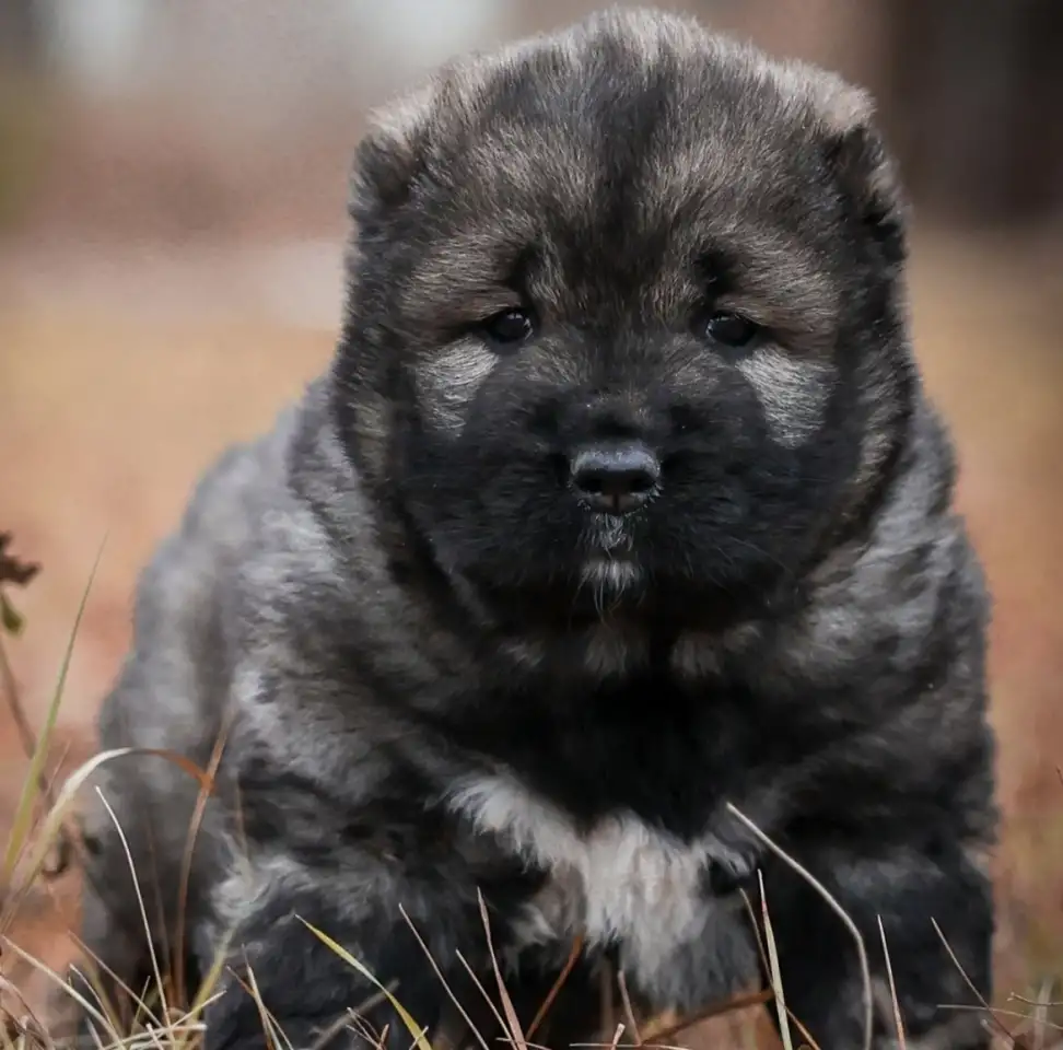 Щенки кавказской овчарки, фотография 3