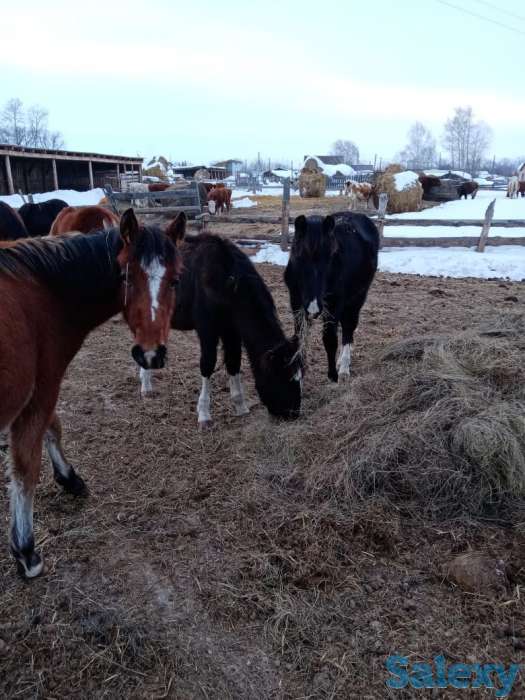 Лошади, кобылки, жеребчики новоалтайские, фотография 1