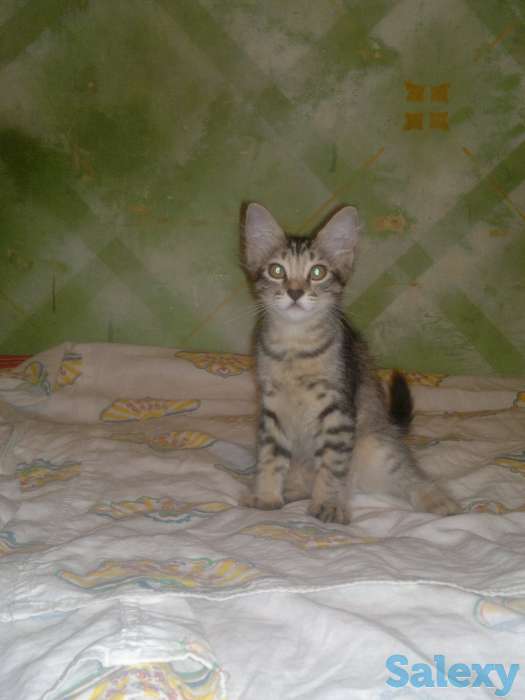 Отдам котят в хорошие руки, фотография 1