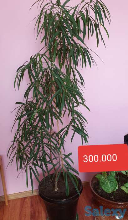 Комнатные растения, фотография 5