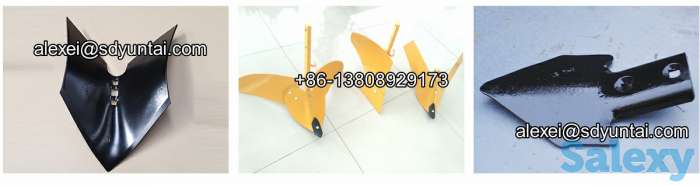 Лапа стрельчатая, фотография 4