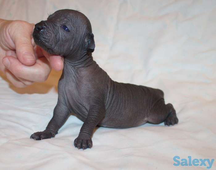 Щенки Ксолотицкунтли мини, фотография 6