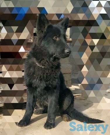 Новогодняя АКЦИЯ от питомника КОМБАТ! Щенок немецкой овчарки, фотография 1