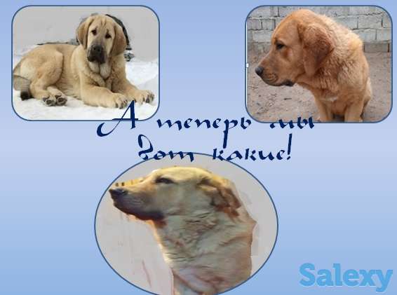 Продажа сука для разведения Испанский мастиф, фотография 4