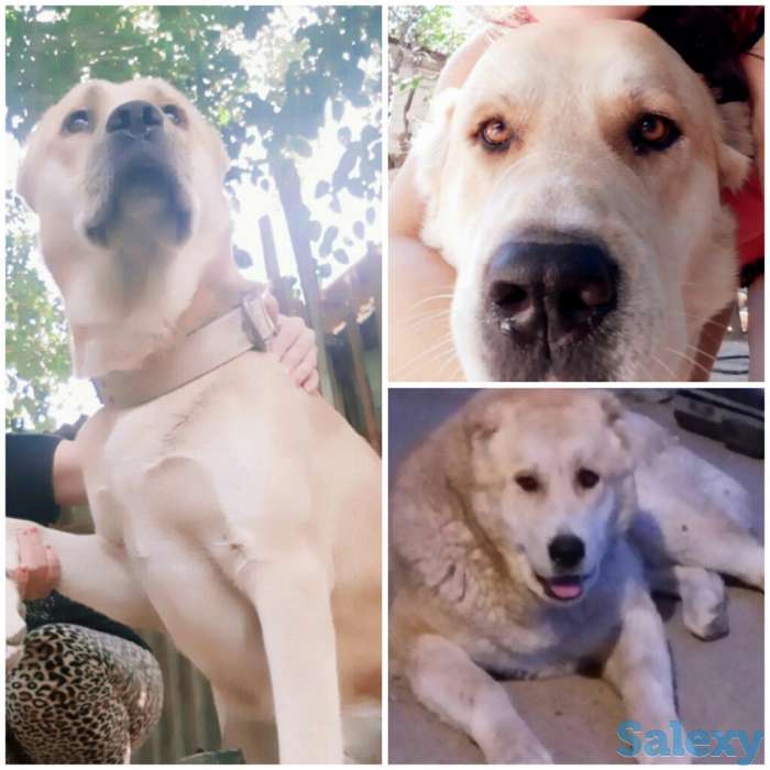 Продаются чистокровные алабаи!, фотография 3