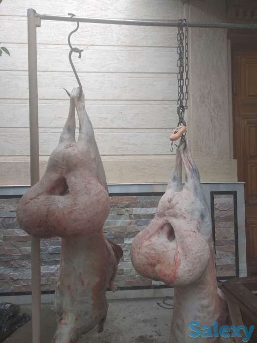 Кассоб сервис, Мясник Шер, фотография 3