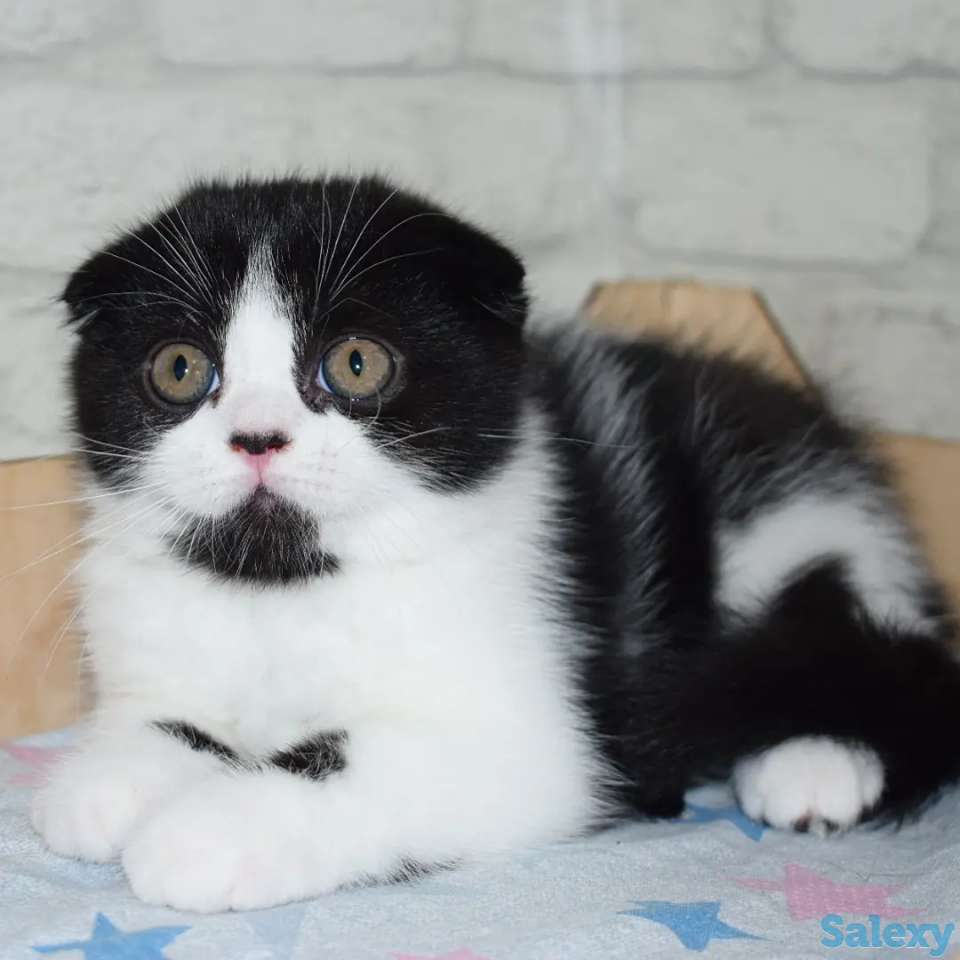 Шотландские котята мальчики, фотография 4